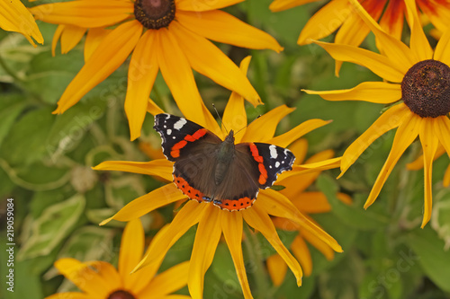 Butterfly Red Admiral (Vanessa atalanta) on flowers of Rudbeckia(coneflowers). Butterfly with orange bands on yellow flower. View from above.
