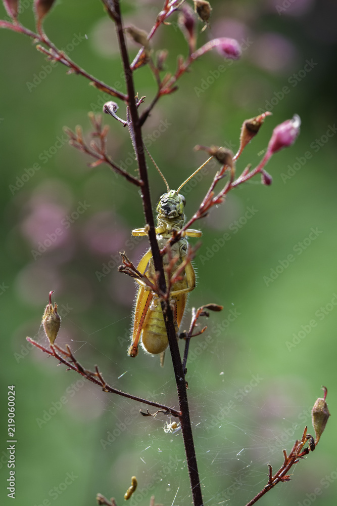 A red-legged grasshopper clings to a flower A red-legged grasshopper clings to a flower