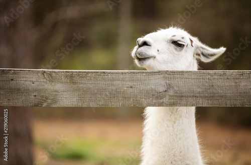 Emu or Alpaca looking over fence