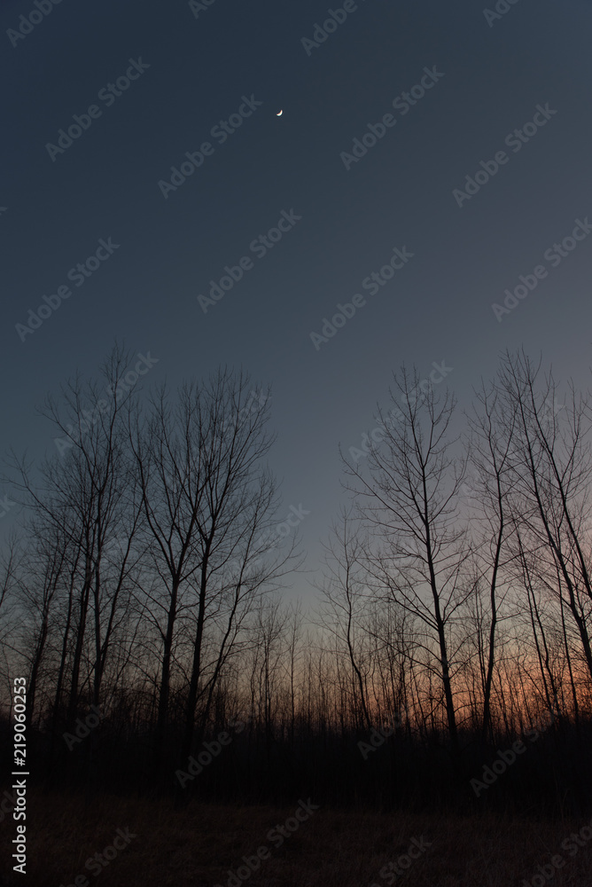 Fototapeta premium Crescent Moon over Winter Forest
