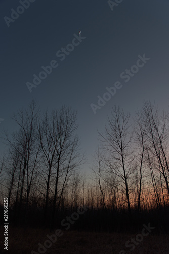 Crescent Moon over Winter Forest