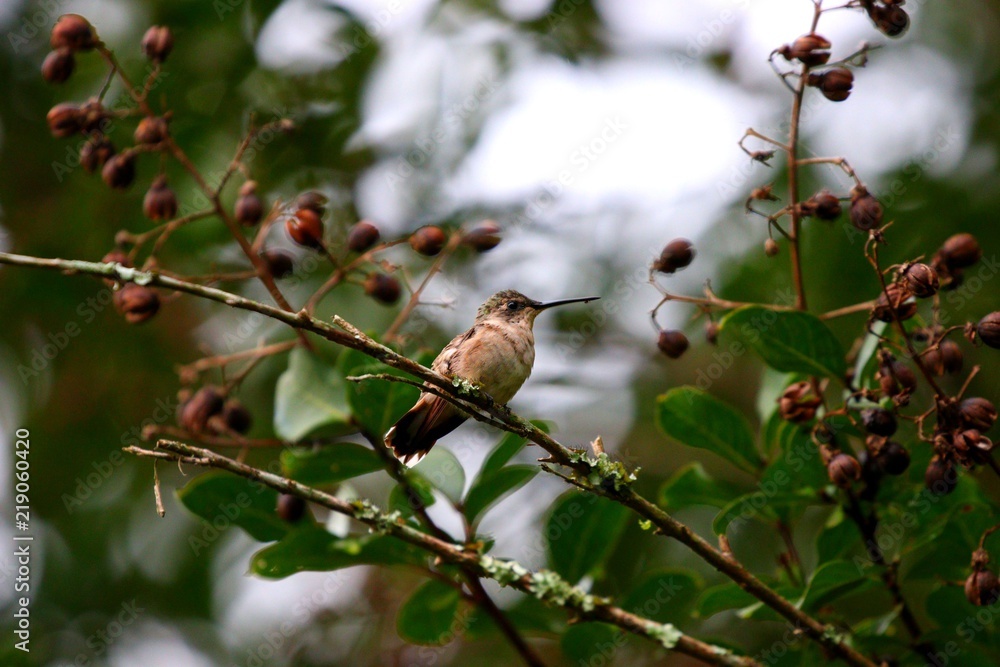 Obraz premium hummingbird