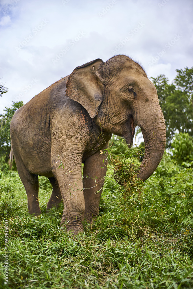 Obraz premium słoń bawi się trawą