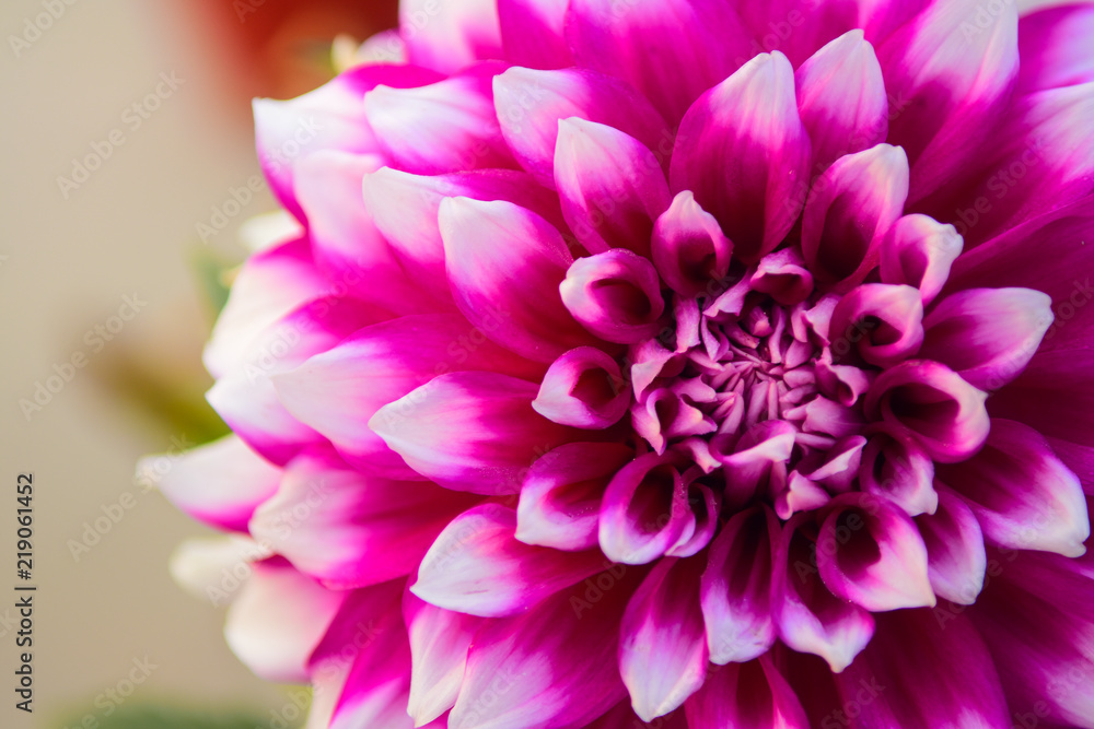 Obraz premium Close up pink Dahlia hybrid flower in the garden.