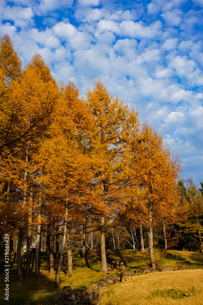 Naklejka premium Larch in the autumn and the sky. 秋のカラマツと空
