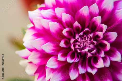 Close up pink Dahlia hybrid flower in the garden.