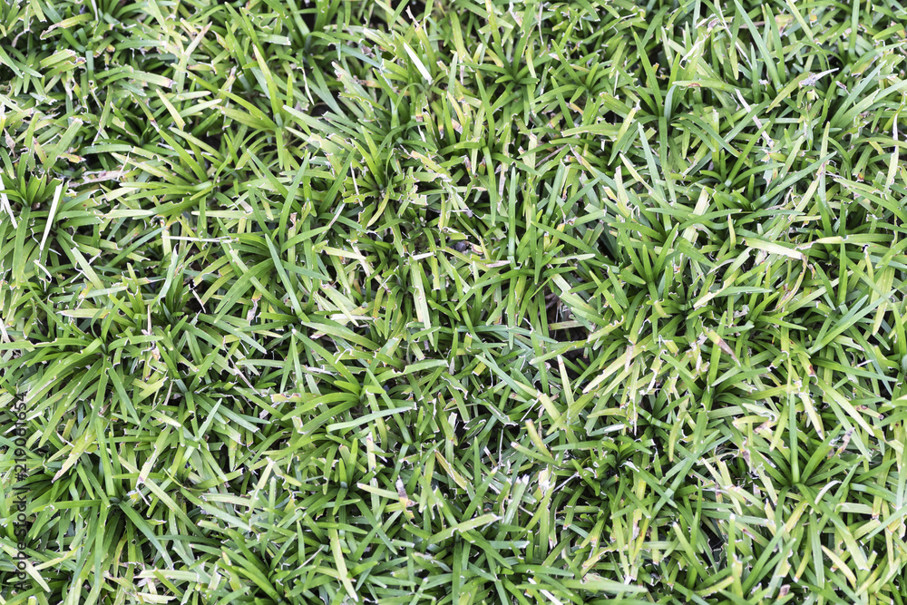 Obraz premium Close - up green grass natural texture background