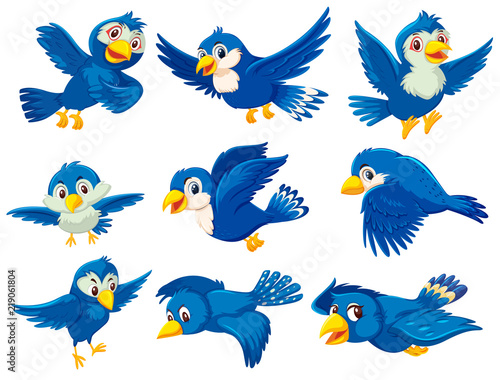 A set of blue bird