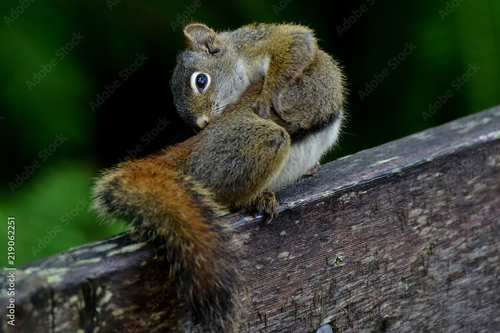 Alaska red squirrel Alaska red squirrel