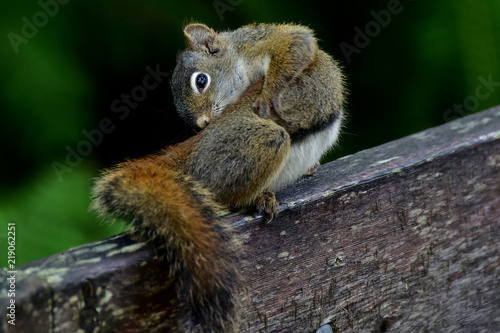 Wallpaper Mural Alaska red squirrel Torontodigital.ca