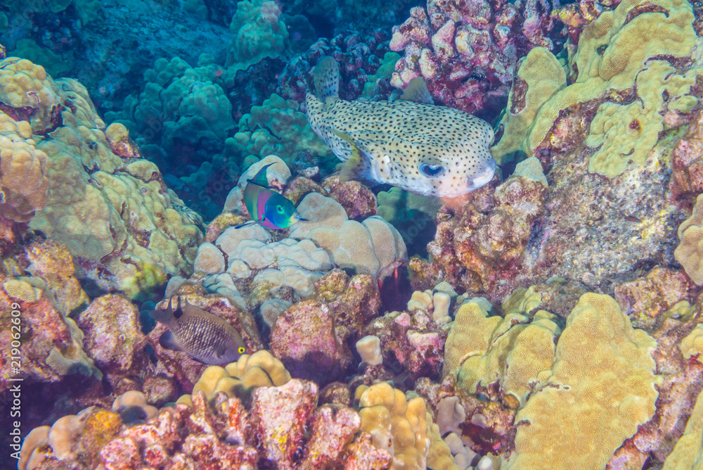 Porcupine fish and coral reef Porcupine fish and coral reef