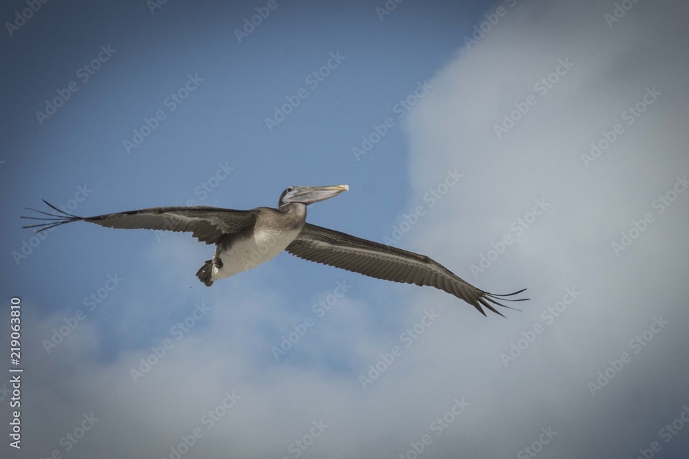 Fototapeta premium albatros