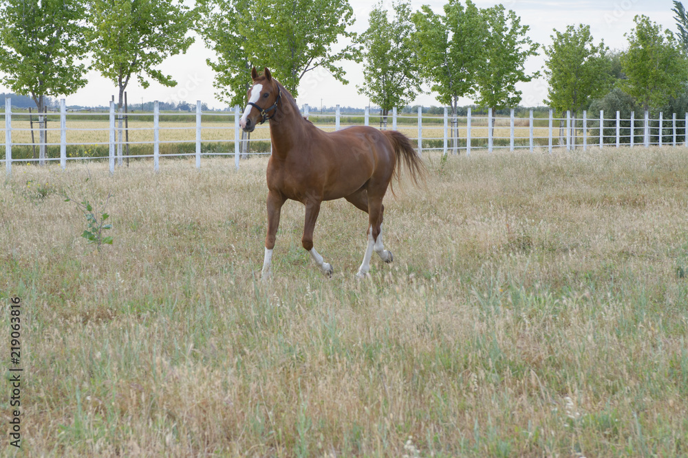 Brown with white spots horse galloping in corral Brown with white spots horse galloping in corral