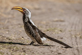 Yellow Billed Hornbill sits on the sand, scanning his horizon