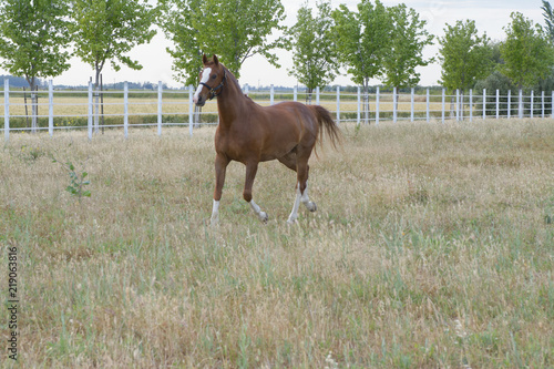 Brown with white spots horse galloping in corral