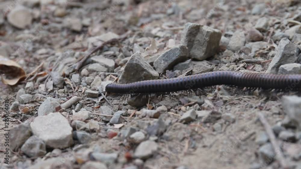 Northwest millipede, or Haraphe haydeniana, is abundant in Pacific Northwest forests. Austin Creek State Recreation Area is a state park unit of California, United States, encompassing an isolated wi Northwest millipede, or Haraphe haydeniana, is abundant in Pacific Northwest forests. Austin Creek State Recreation Area is a state park unit of California, United States, encompassing an isolated wi