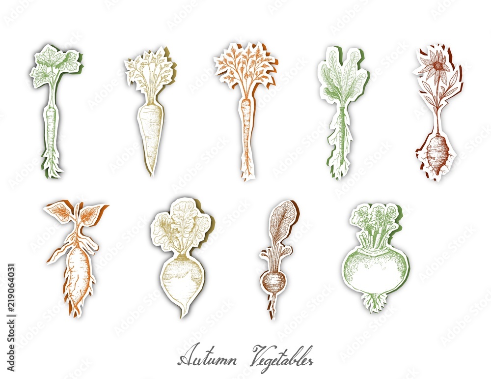 Autumn Vegetables, Set of Hand Drawn Sketch of Assorted Root Vegetables are Harvested in Autumn. Trendy Origami Deep Paper Art Carving Style. Autumn Vegetables, Set of Hand Drawn Sketch of Assorted Root Vegetables are Harvested in Autumn. Trendy Origami Deep Paper Art Carving Style.