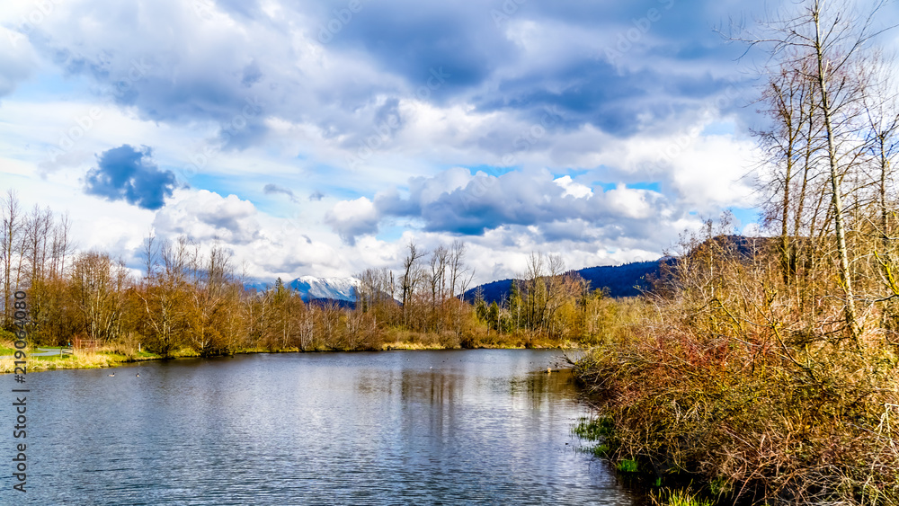 Fototapeta premium The lagoon at the Great Blue Heron Reserve near Chilliwack, British Columbia, Canada with the Coast Mountains in the background