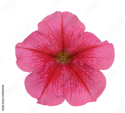 dar, red petunia isolate on white © anphotos99