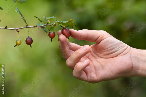 hand picking berries of gooseberry in the garden