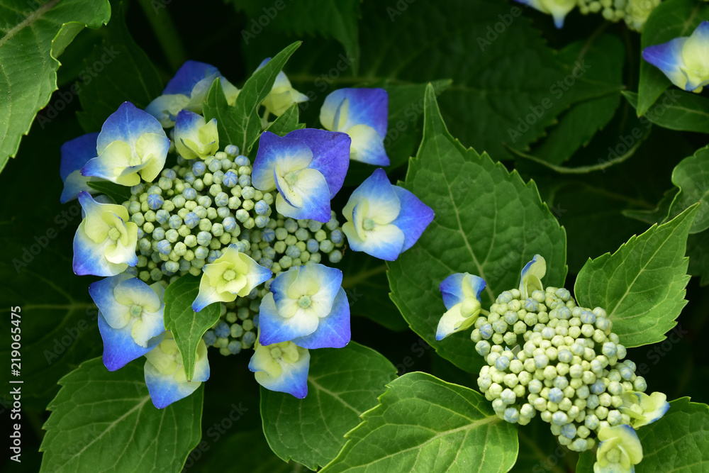 アジサイの花と蕾 アジサイの花と蕾