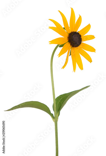 black eyed susan isolate on white background photo