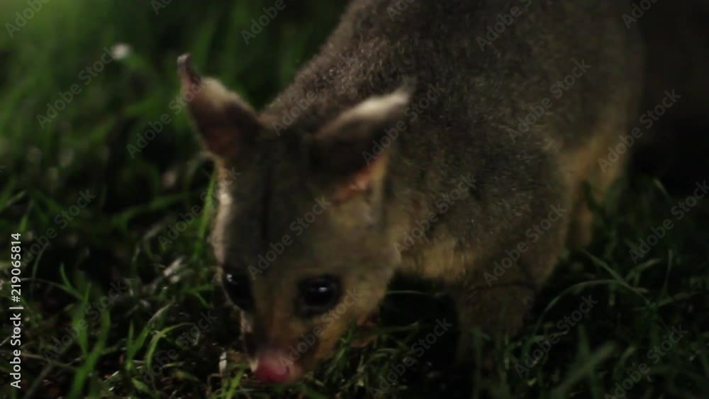 Australian Brushtail Possum on Floor Following Camera Australian Brushtail Possum on Floor Following Camera