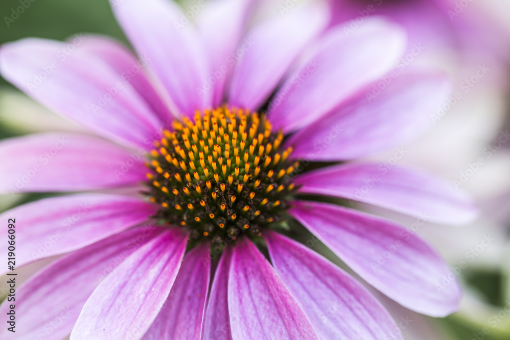 Pink Echinacea Flowers. Close up of pink Echinacea flowers Pink Echinacea Flowers. Close up of pink Echinacea flowers