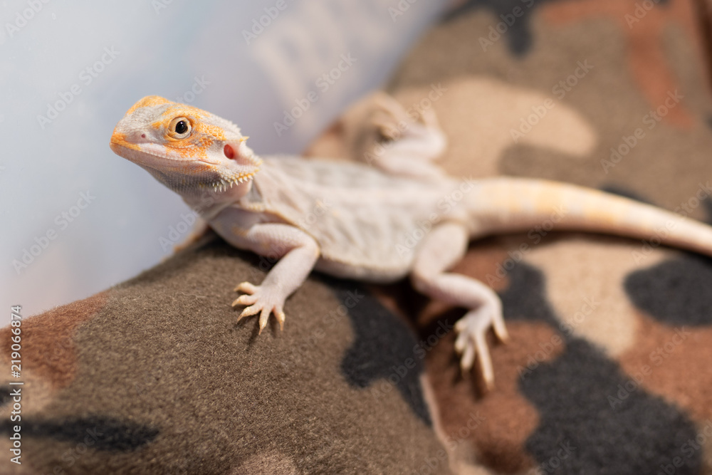 Obraz premium Tiny brown gecko climbing up.