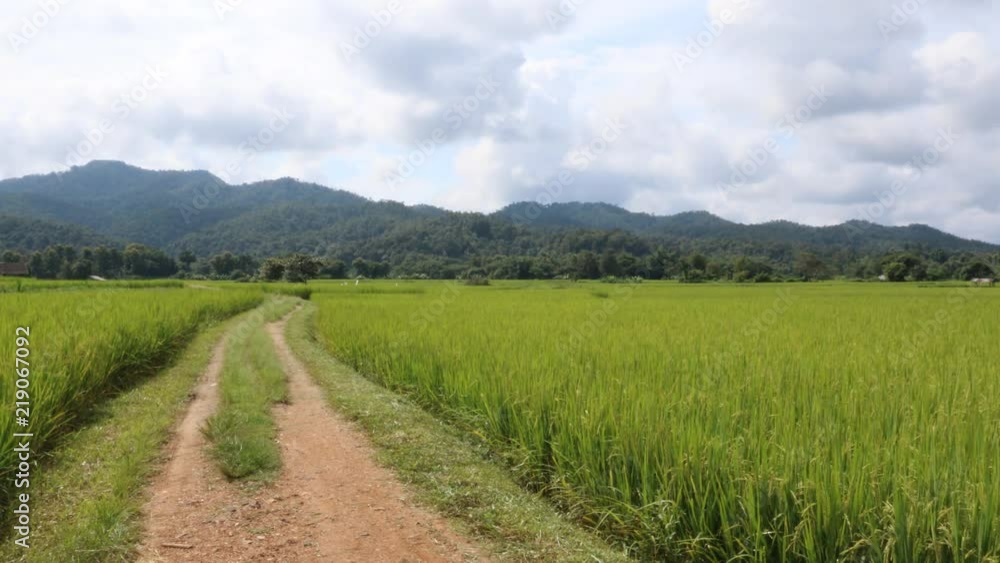 Early rice in the paddy fields growing in the rainy season. Early rice in the paddy fields growing in the rainy season.
