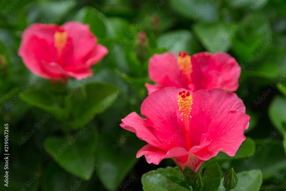 Hibiscus Flower DOF select focus