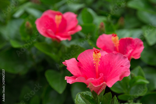 Hibiscus Flower DOF select focus photo