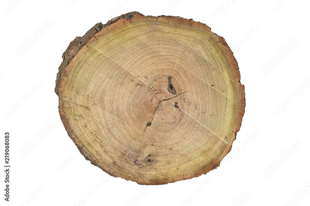 real wood cut texture. background High Resolution Background for design real wood cut texture. background High Resolution Background for design