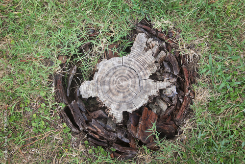 Texture di legno circolare - tronco d'albero photo