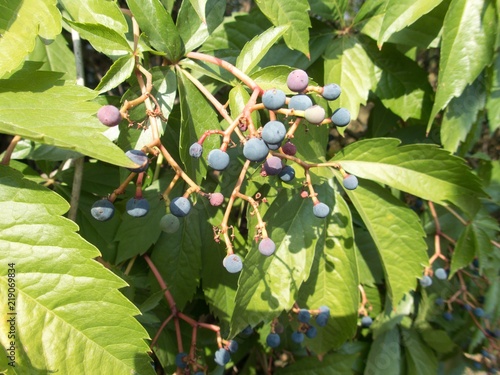 blue autumn berry on a tree
