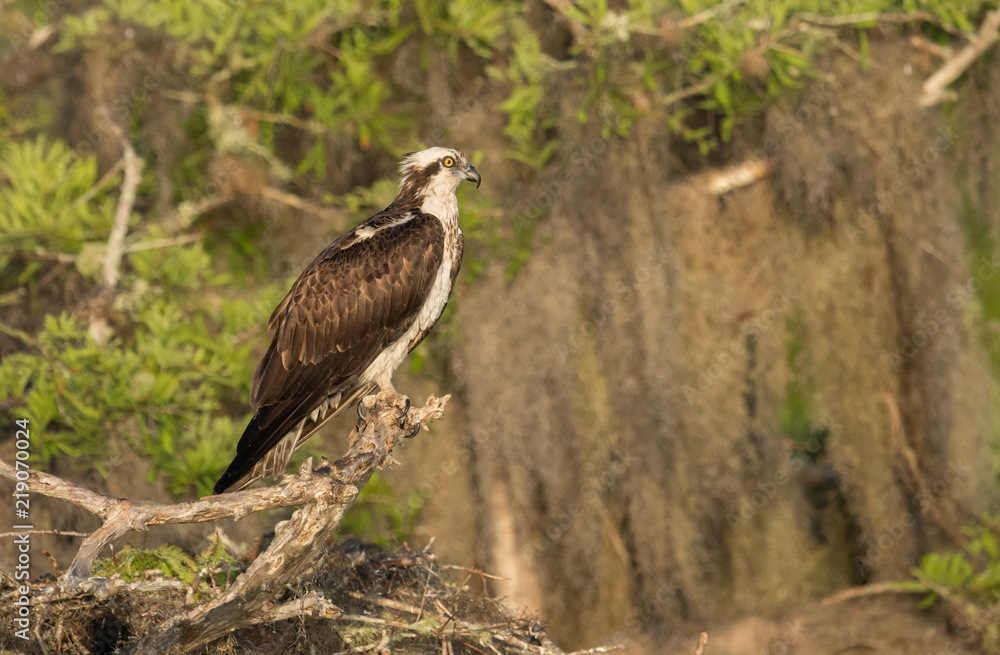 Obraz premium Osprey perched on tree branch