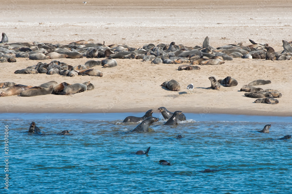 Naklejka premium kolonia lwów morskich w Namibii