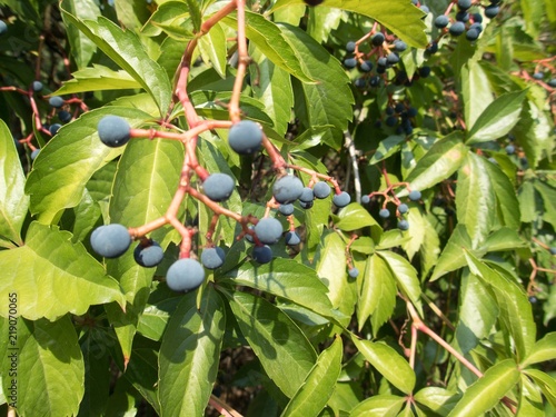 blue autumn berry on a tree