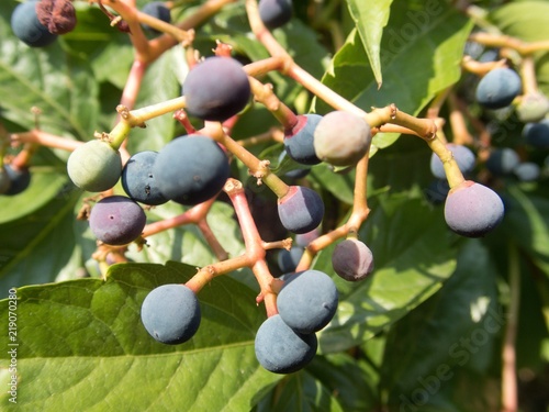 blue autumn berry on a tree