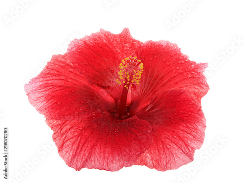 Red Hibiscus flower isolated on white background. Hibiscus is a genus of flowering plants in the mallow family, Malvaceae. Several species are widely cultivated as ornamental plants. © sheilaf2002