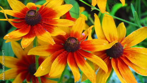 Flowers In Budapest 