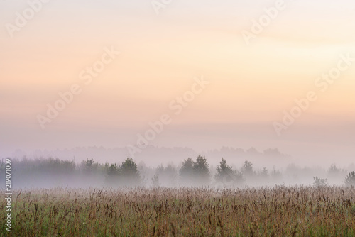 picturesque view of valley with trees at foggy sunrise 