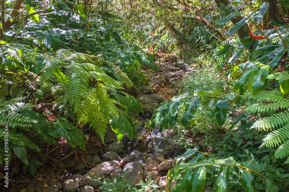 Fototapeta premium sous bois