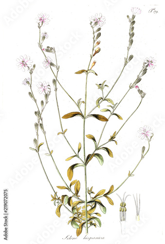 Illustration of plant