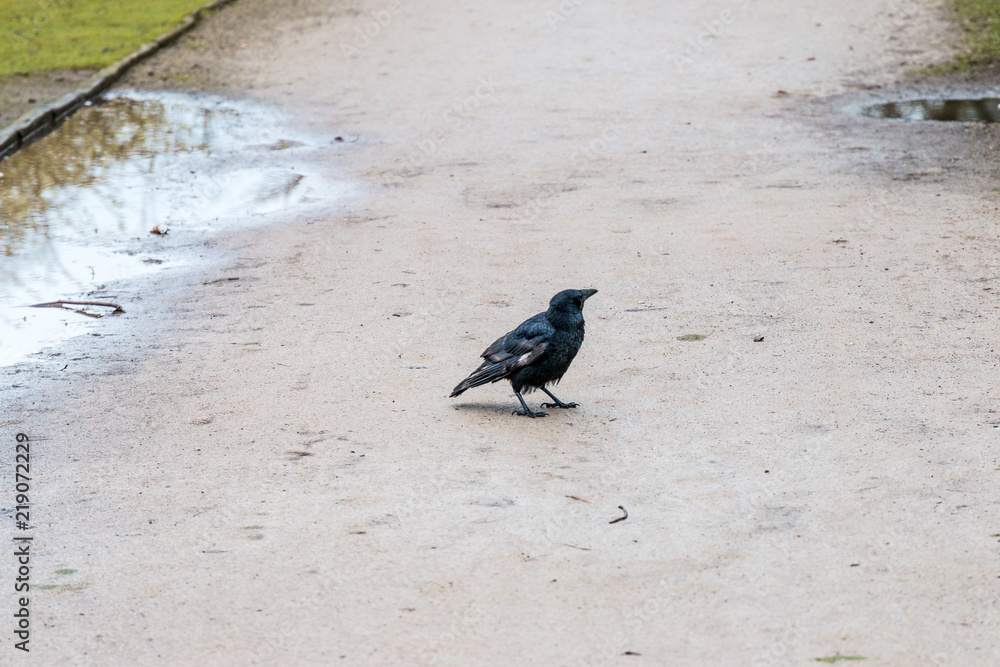 Fototapeta premium Crow