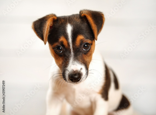 2 months old Jack Russell terrier puppy looking into camera. Studio shot on light background, detail to head. © Lubo Ivanko