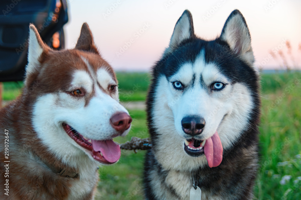 Two Siberian husky with stuck out tongue