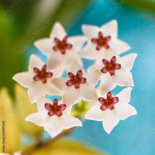 Fototapeta Naklejka Na Ścianę i Meble -  close up of small white tropical flowers