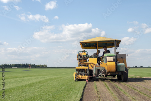 Konstfotografi Workers cut and stacked on pallets on the turf sod farm