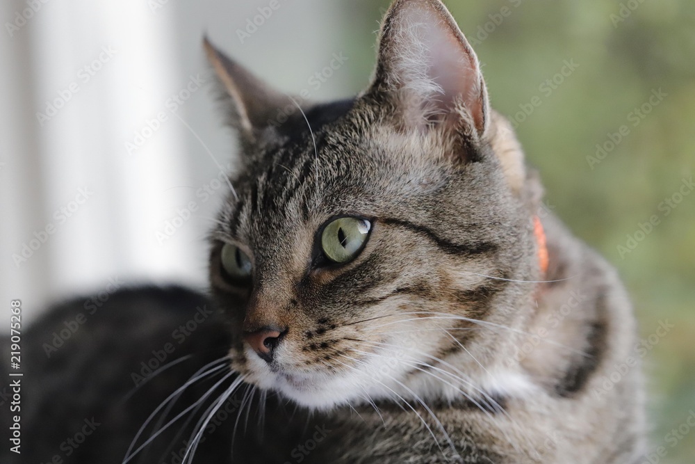 Naklejka premium Cat